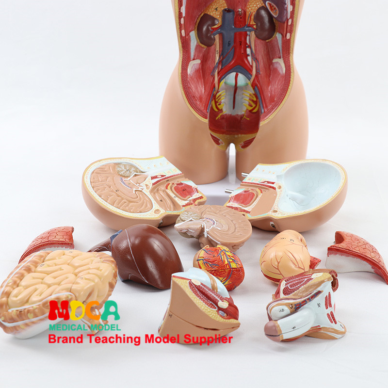 MQG103 간 및 위장 의학 교육을 위한 45CM 분해된 16부분 중성형 인간 트렁크 내장 해부학 모델
