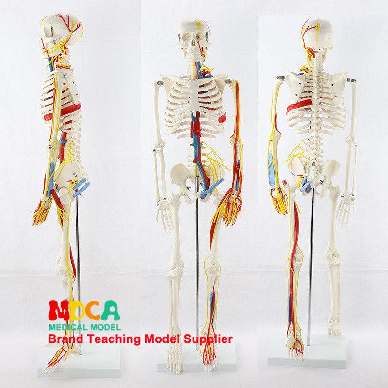 해골 해부 모형 45CM85CM170CM 예술 의료 표준 인체 교육 금형