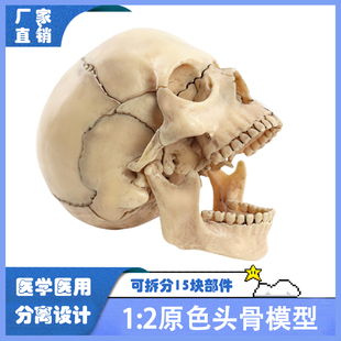 医学可拆分卸1:2人体原色彩色头骨模型口腔美术艺用解剖头颅骷髅