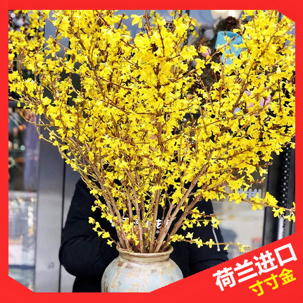进口寸寸金鲜花 富贵黄金招财连翘花 春节元旦家庭插花花期长包邮