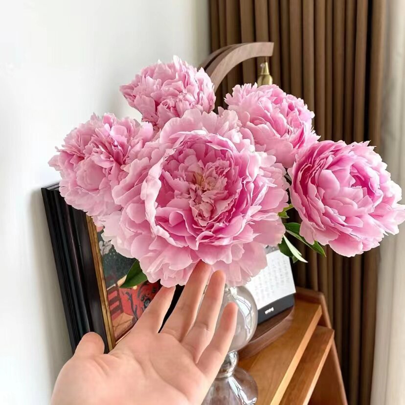 进口芍药鲜花室内水养母亲节