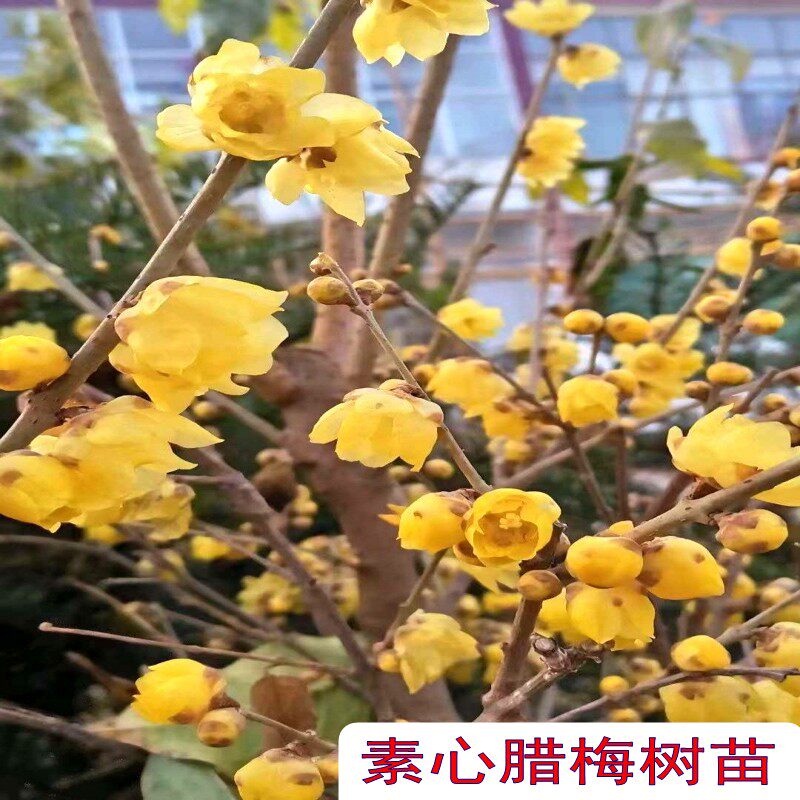 腊梅树苗庭院别墅绿化绿植冬季开花地栽耐寒浓香型素心腊梅花树苗