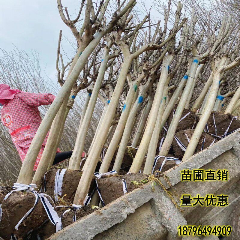 紫薇花树苗紫薇花苗园林绿化工程苗木庭院别墅室外地栽红花紫薇树