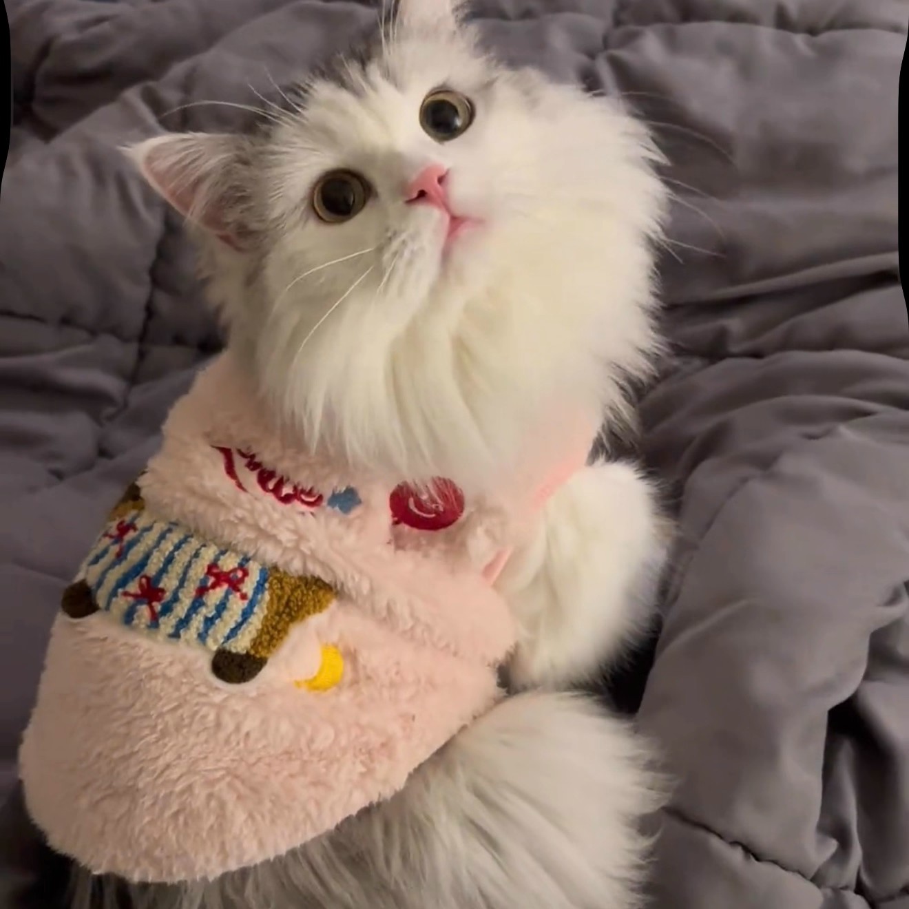 猫咪衣服秋冬款可爱腊肠狗猫猫背心带牵引防掉毛保暖加绒小猫服装