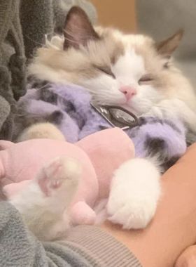 紫色豹纹秋冬厚毛绒猫咪衣服德文猫蓝猫宠物狗狗泰迪保暖加绒卫衣