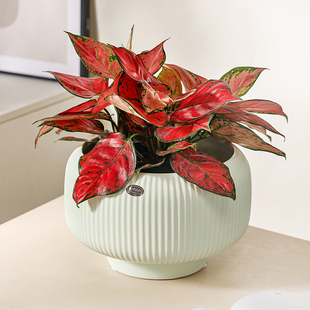 花盆陶瓷家用白色轻奢高级感客厅蝴蝶兰专用北欧简约室内兰花文竹