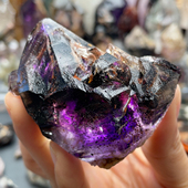 津巴布韦稀有骸骨超七