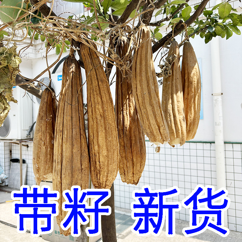 天然丝瓜络煮水2024年新货