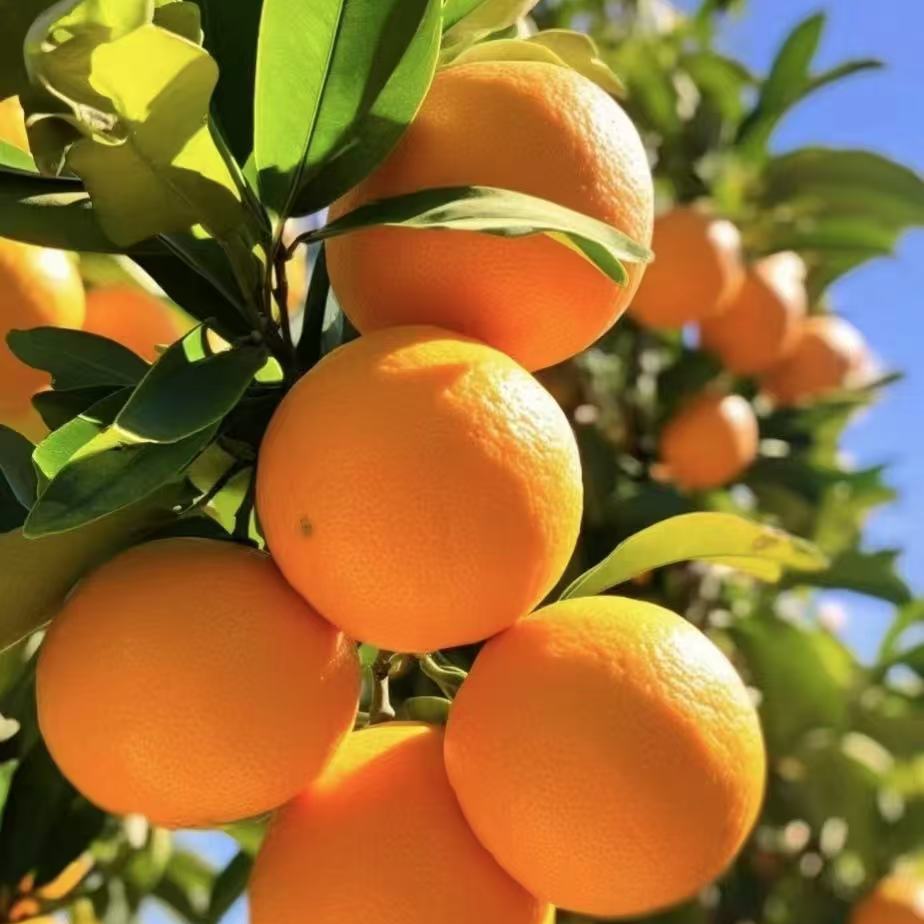赣南脐橙现摘现发应季水果维C橙子不打药不催熟