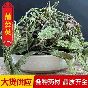 散装 农家手选蒲公英 泡水泡酒煲汤 大货直供 量大从优 整株蒲公英