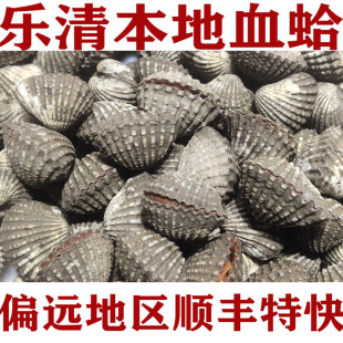 温州乐清本地血蛤鲜活花蛤带泥现捞野生血蚶青口贝海鲜方蛤