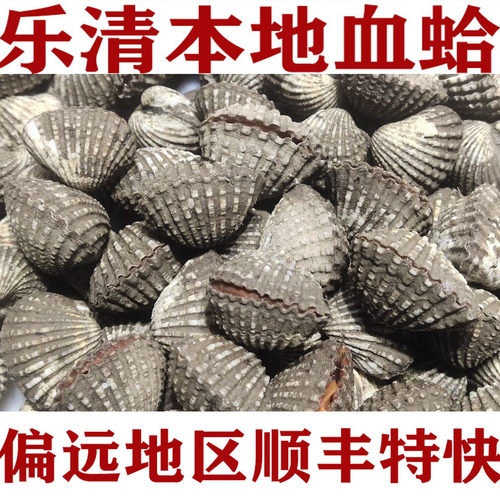 温州乐清本地血蛤鲜活花蛤带泥现捞野生血蚶青口贝海鲜方蛤