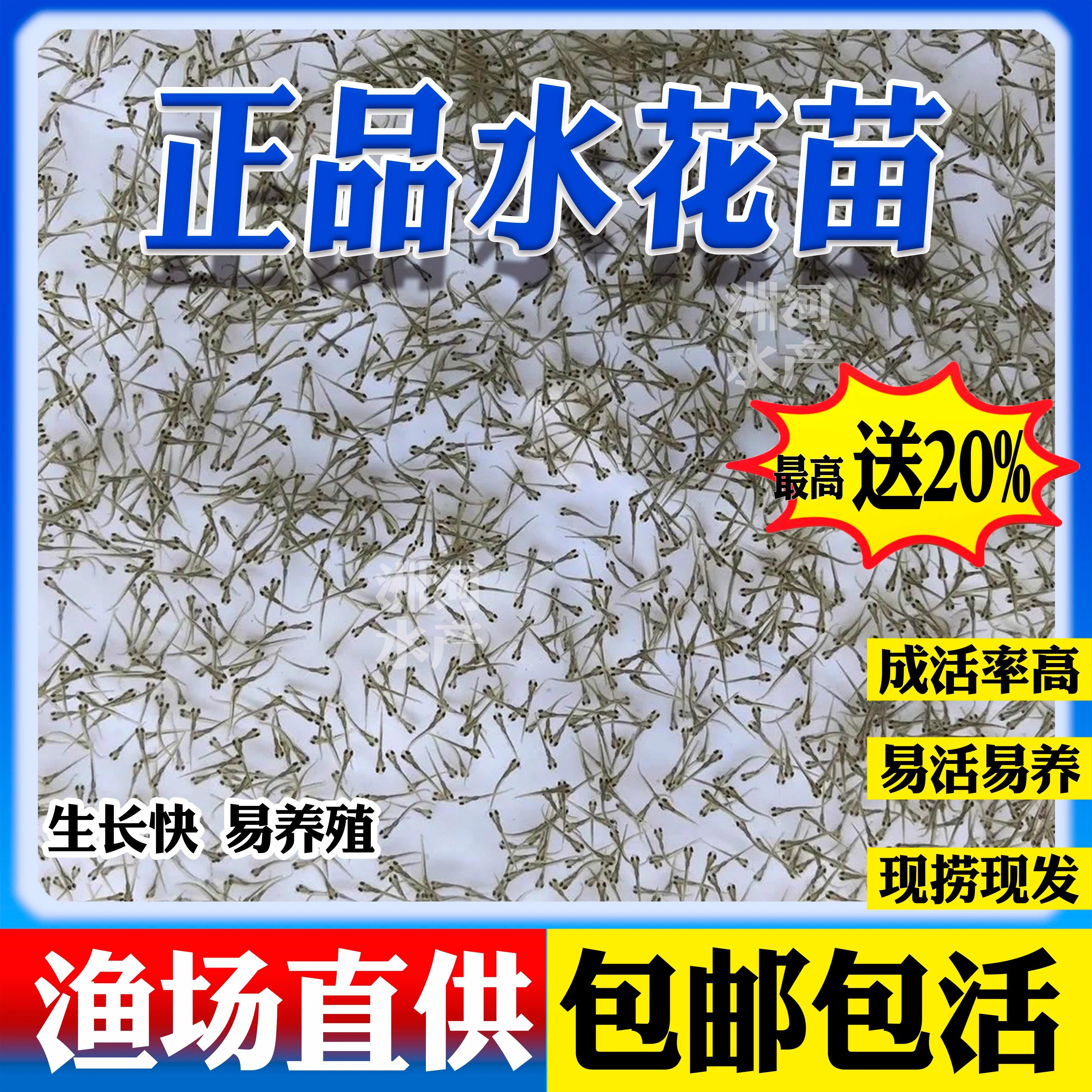优质水花鱼苗财富鱼活体冷水淡水