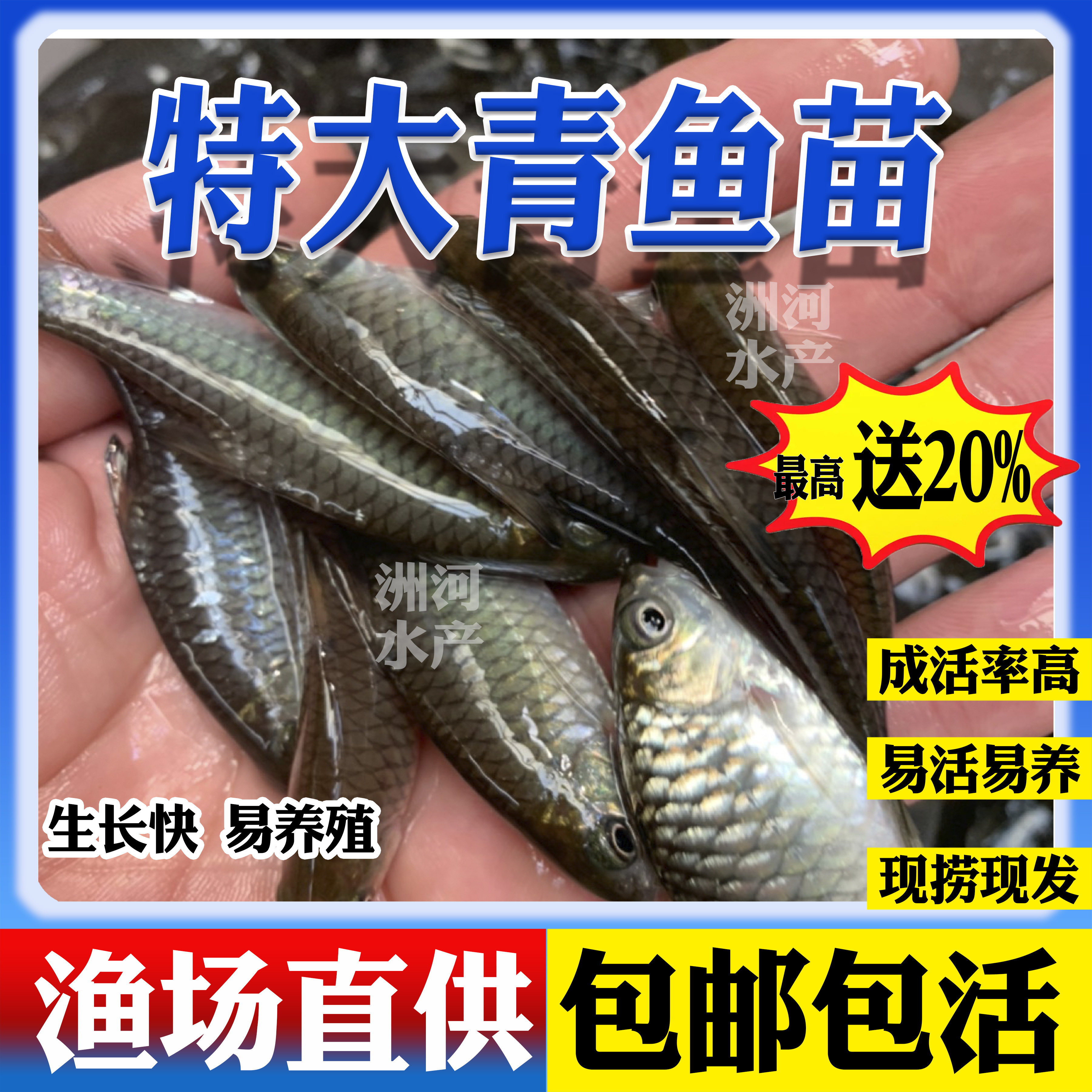 青鱼苗特大批发真螺蛳青鱼苗活鱼