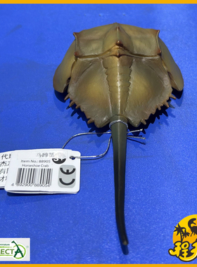 英国CollectA我你他马蹄蟹88905 仿真史前鲎科节肢动物侏罗纪模型