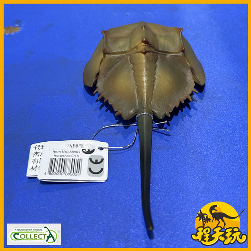 英国CollectA我你他马蹄蟹88905 仿真史前鲎科节肢动物侏罗纪模型