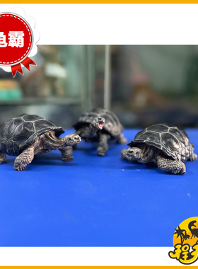 博物志仿真龟系列加拉帕戈斯象龟组合陆龟模型手办爬宠玩具车摆件