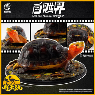 动物星云黄缘闭壳龟写实版自然界系列第四弹潮流玩具手办雕像摆件