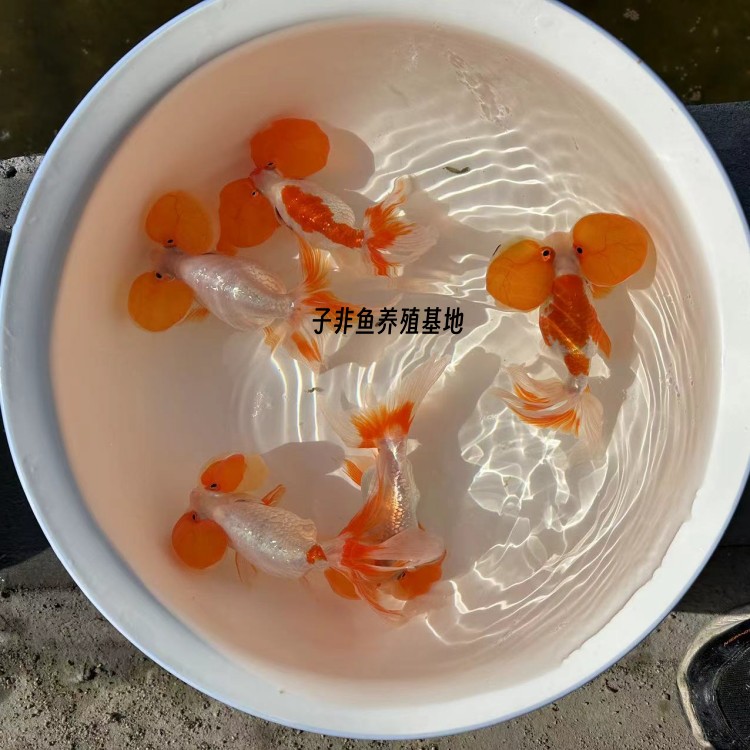 精品公母水泡淡水好养朱砂泡金鱼