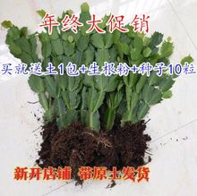 支架杆仙人掌嫁接盆栽双层植蟹爪兰1