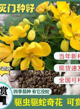 望江南野决明驱蛇草盆栽苗种子