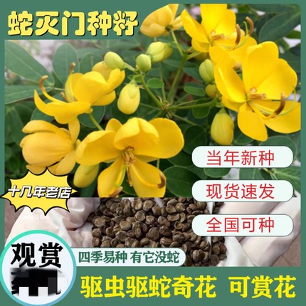 蛇灭门种子望江南野决明籽驱蛇草种孑凤凰草盆栽苗蛇灭门种籽花卉