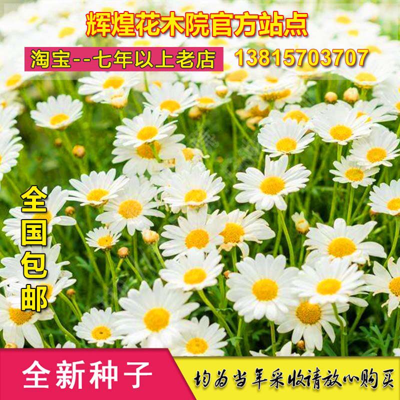 雏菊种子复瓣太阳菊花四季常开延命菊种籽可盆栽庭院观赏花卉种孑
