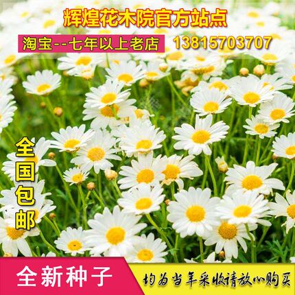 雏菊种子复瓣太阳菊花四季常开延命菊种籽可盆栽庭院观赏花卉种孑