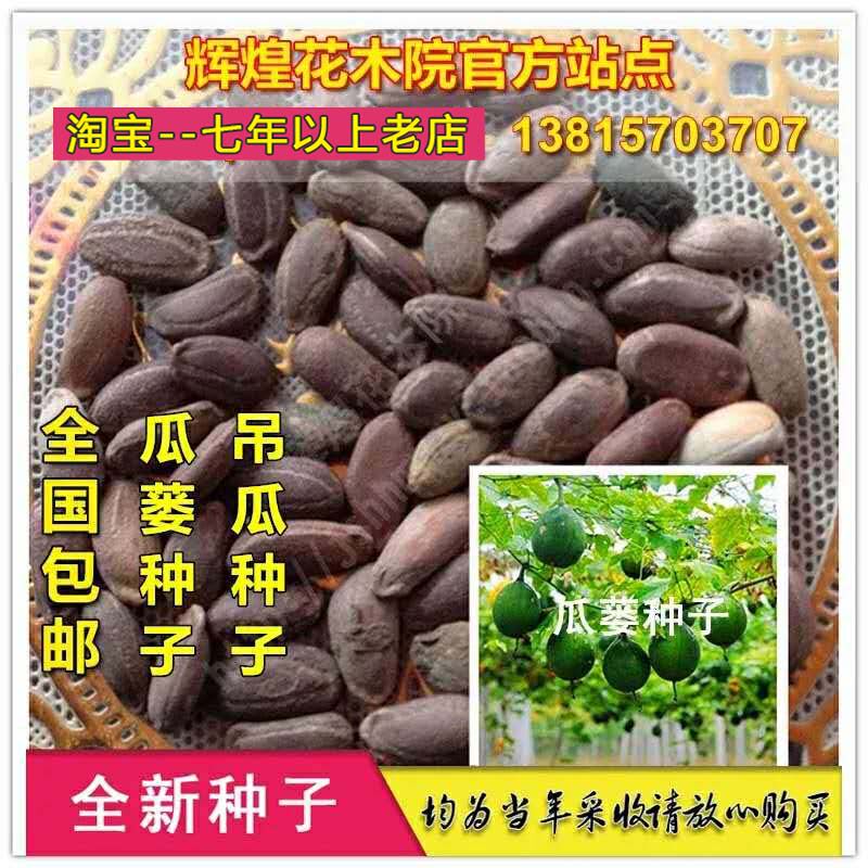 瓜蒌种子吊瓜子种子瓜蒌籽吊瓜苗吊瓜籽栝楼种孑瓜蒌种籽吊瓜种籽