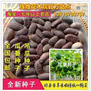 瓜蒌种子吊瓜子种子瓜蒌籽吊瓜苗吊瓜籽栝楼种孑瓜蒌种籽吊瓜种籽