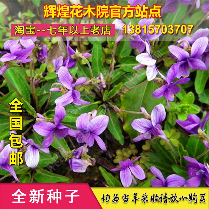 种孑绿化耐寒易活花卉盆栽地被