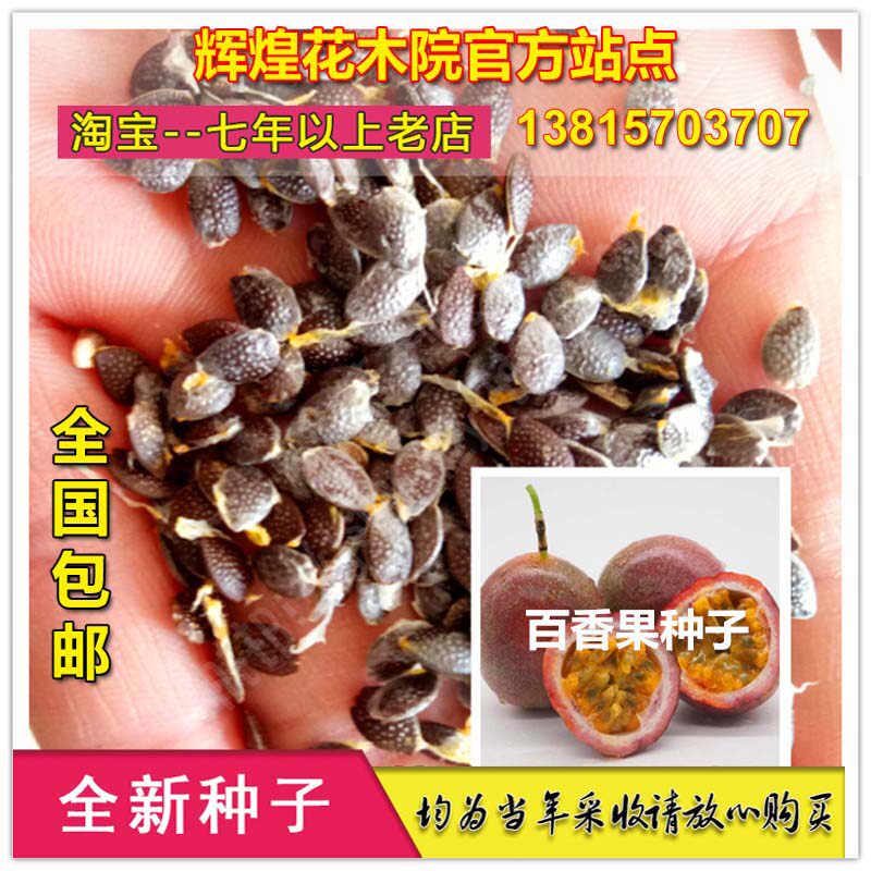 果树籽满天星百香果香蕉百香果苗