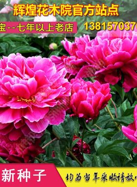 芍药种子赤芍白芍花根盆栽花种