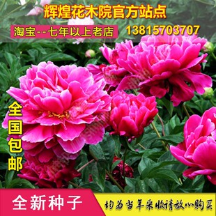 芍药种子赤芍红药白芍芍药花苗芍药花根盆栽芍药花种籽芍药花孑