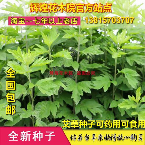 艾种子多少钱 艾种子价格 小麦优选