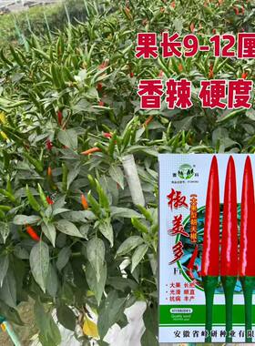 蔬菜瓜果四季辣椒种子尖尖红椒朝天椒种籽椒美多大果大田种高产