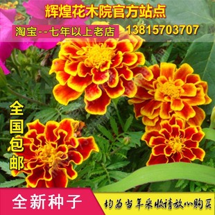 花卉种孑孔雀草种子万寿菊黄菊花臭菊花孔雀菊菊盆栽种籽花苗四季