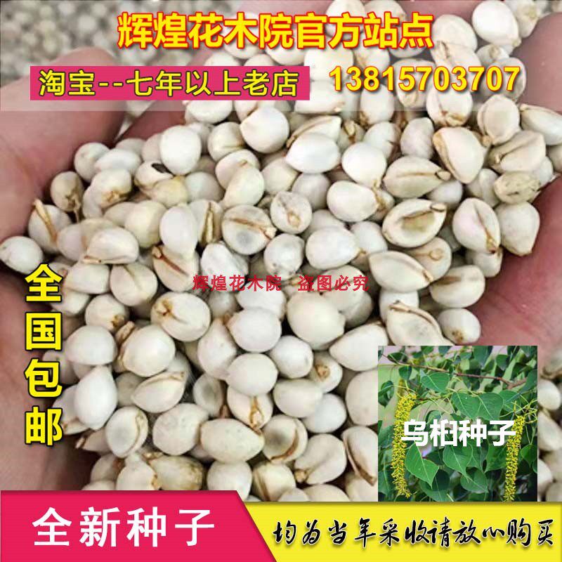 林木种籽乌桕种子腊子树山乌桕种籽四季种植新采树木种子乌桕苗