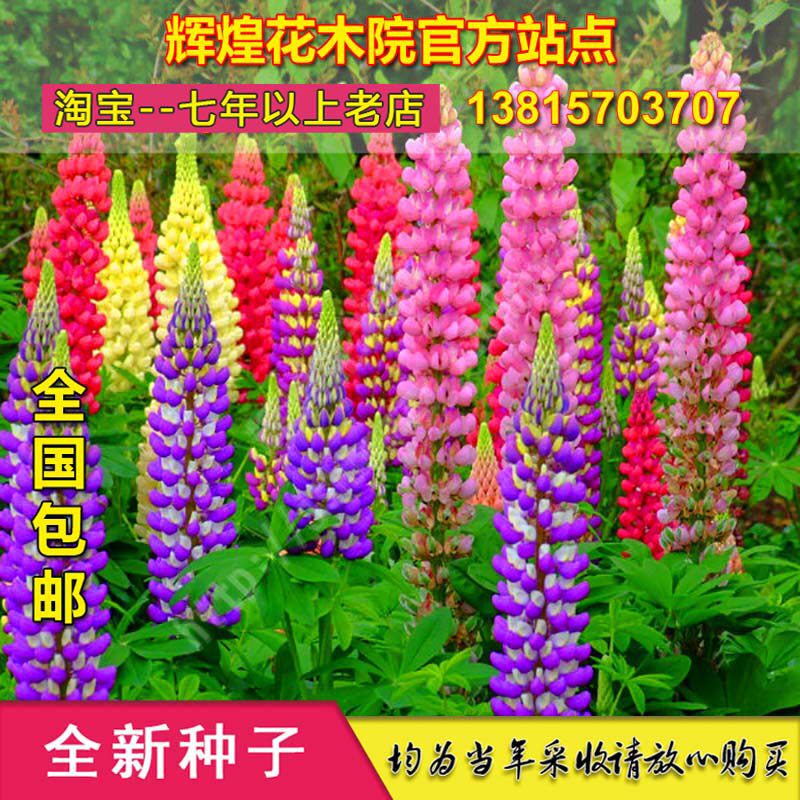 羽扇豆盆栽四季鲁冰花种子