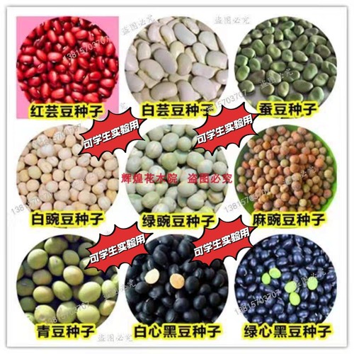 原装绿豌豆种籽豌豆尖大青豆蚕豆毛豆种孑荷兰豆菜豆玉米种子高产 - 封面