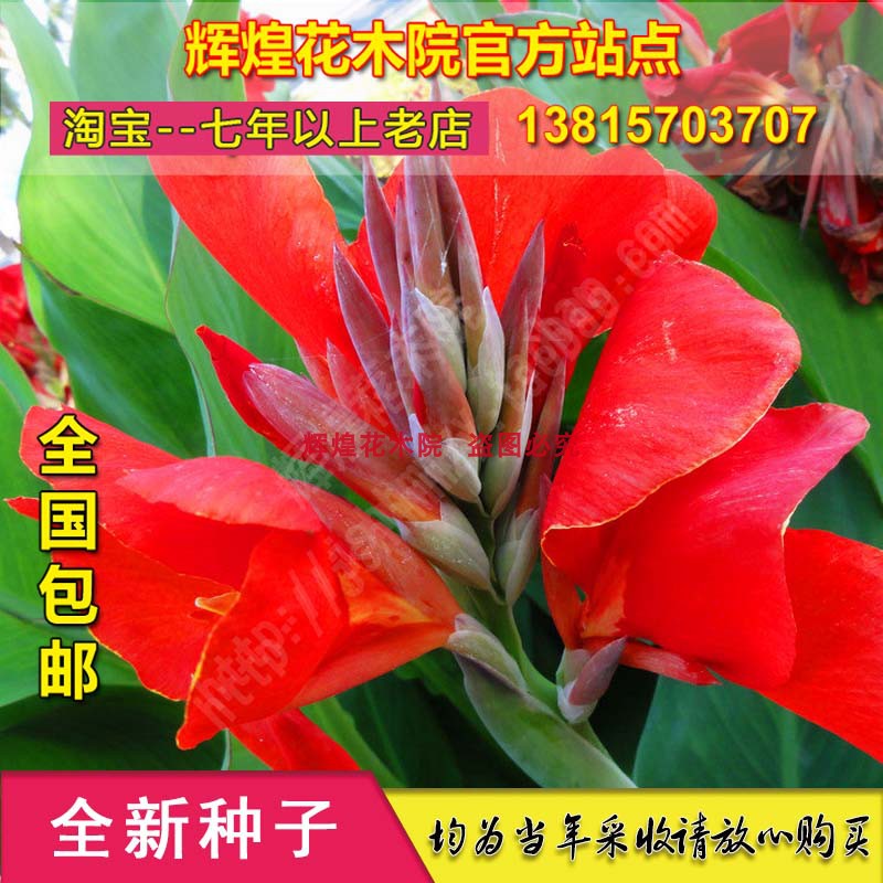 花卉种籽美人蕉种子小花焦小芭蕉种孑红艳焦籽种苗四季种植包邮