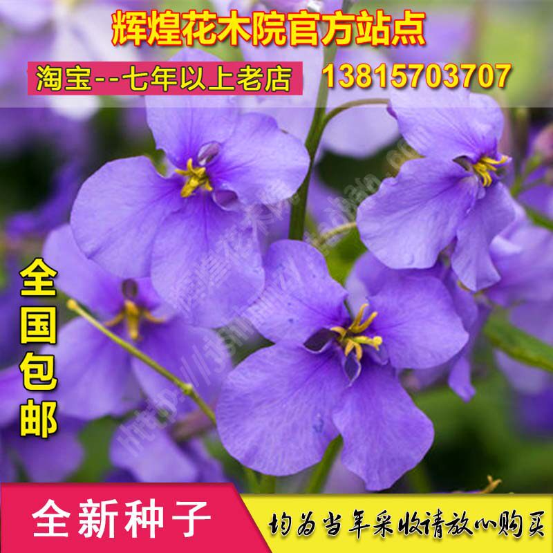 花卉种孑二月兰种子诸葛菜紫金草二月兰花种二月兰种籽二月兰花苗