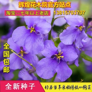 花卉种孑二月兰种子诸葛菜紫金草二月兰花种二月兰种籽二月兰花苗