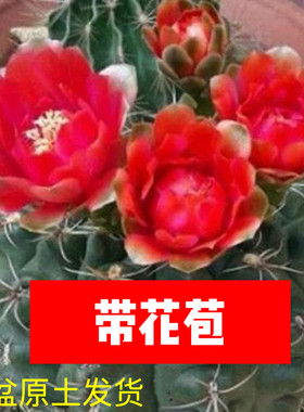 会开花的仙人球绯花玉净化空气
