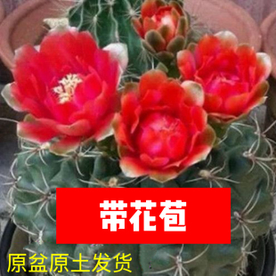 会开花的仙人球绯花玉带花苞办公室内桌面盆栽好养多肉植物防辐射