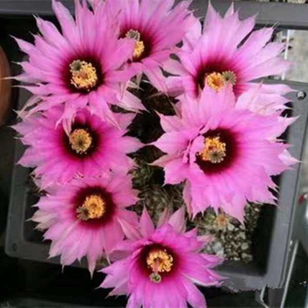 实生折墨虾仙人球开花掌柱办公室桌面防辐射易养美观多肉植物盆栽