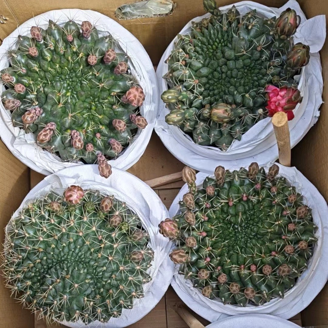 超大绯花玉缀化造型随机仙人球开花防辐射稀有盆栽多肉根系旺盛