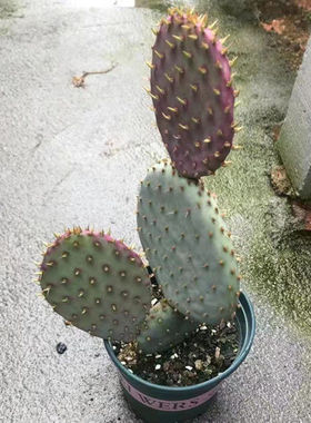 圣丽塔稀有品种仙人掌室内绿植好养易活防辐射盆栽可变紫色仙人掌