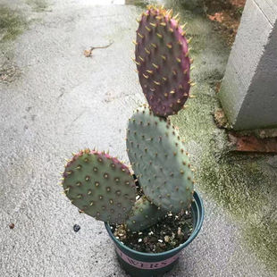 圣丽塔稀有品种仙人掌室内绿植好养易活防辐射盆栽可变紫色仙人掌