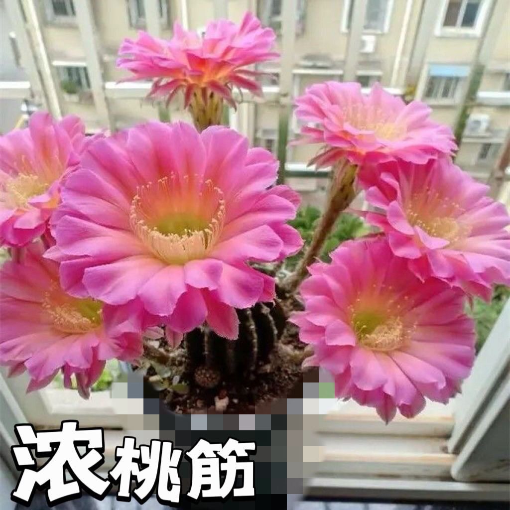 浓桃筋带花苞仙人球盆栽好养